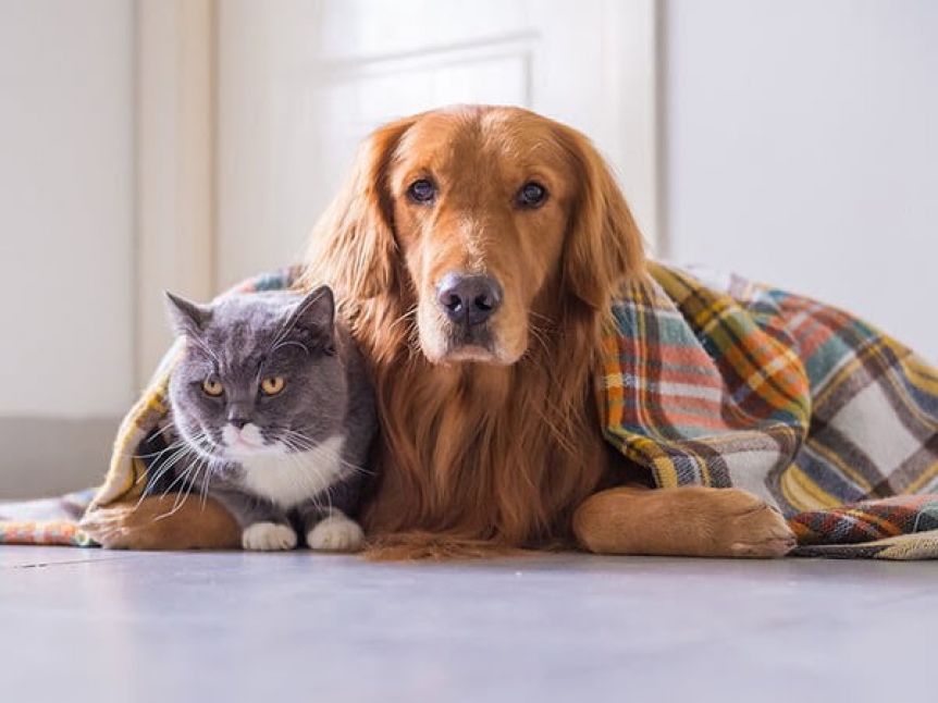 Frío extremo: cómo cuidar a las mascotas correctamente en esta época del año