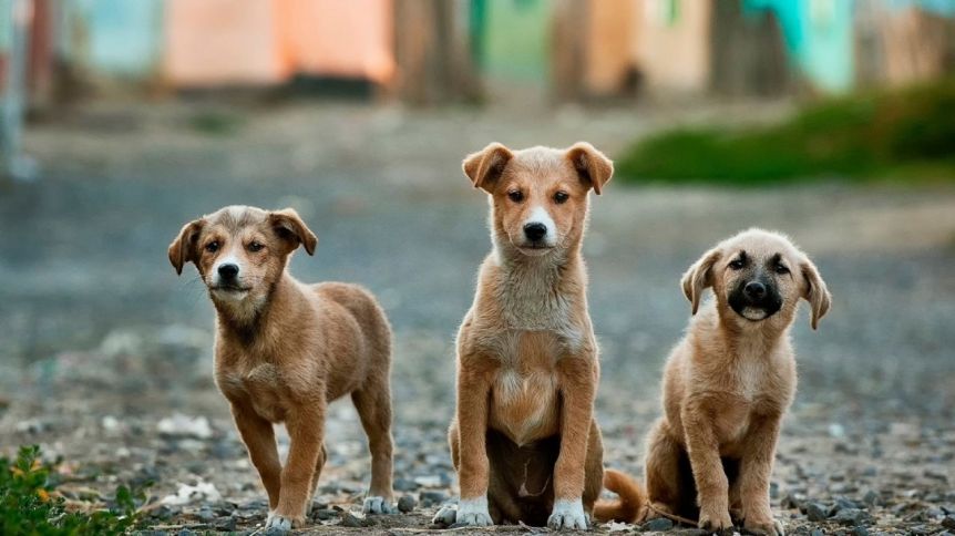 Por qué se celebra el Día Mundial del Perro cada 21 de julio