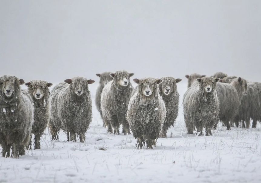 Nación declaró Emergencias Agropecuarias para una gran parte de la Patagonia