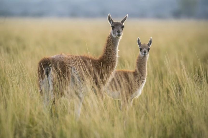 Desde la UCR destacaron una medida que habilita el guanaco como especie ganadera