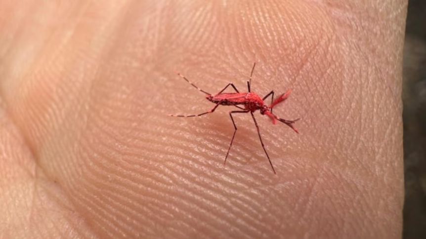 Mosquitos rojos: por qué los crearon y por qué motivo no hay que matarlos