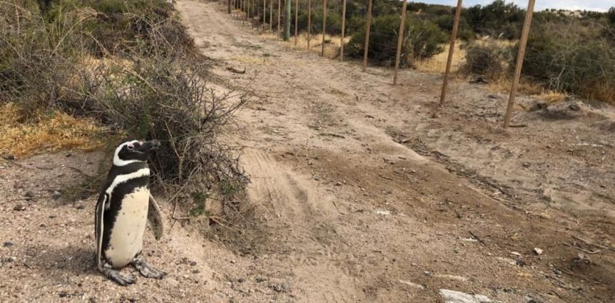 Especialista aportó datos muy duros sobre la matanza de pingüinos en Punta Tombo