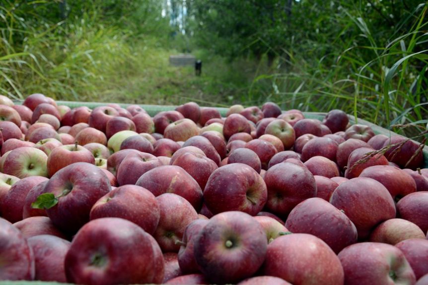 Senador patagónico alertó sobre el impacto de las importaciones en la economía frutícola de la Provincia