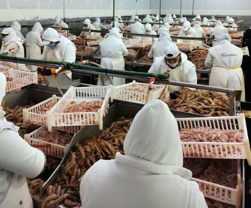 Investigan maniobras de blanqueo de langostino ilegal en una planta pesquera de Caleta Olivia