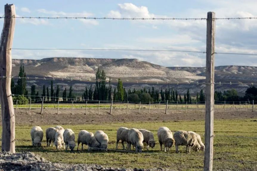 Respira el sector ganadero: Torres anunció un proyecto para eliminar tres impuestos