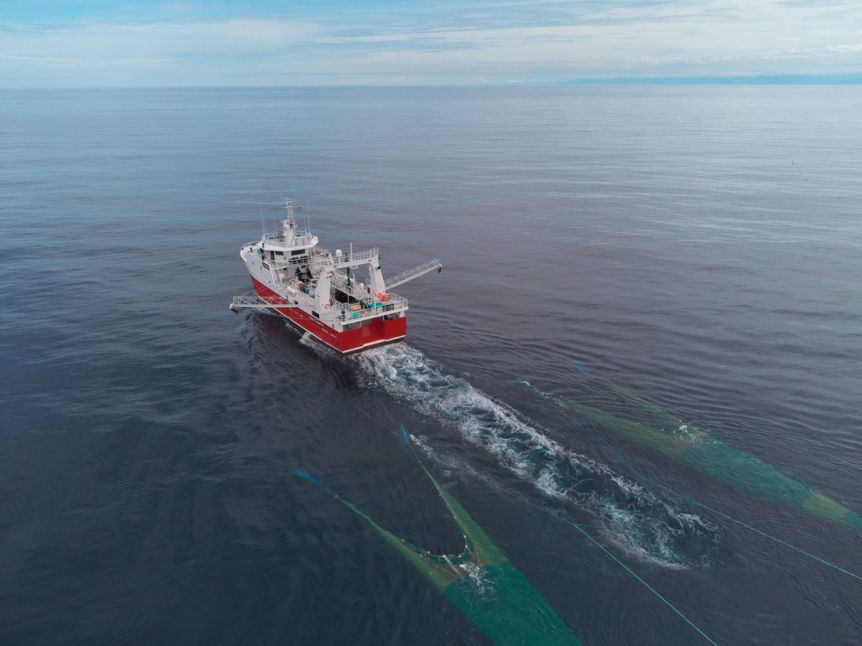 Chubut y Santa Cruz tironean por la veda de langostino en el Golfo San Jorge
