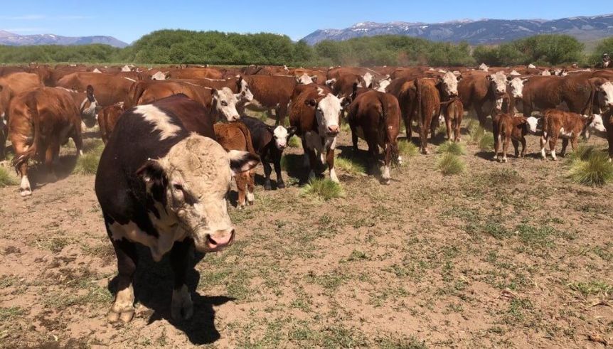 Primera reunión de las provincias patagónicas con Nación por la barrera sanitaria
