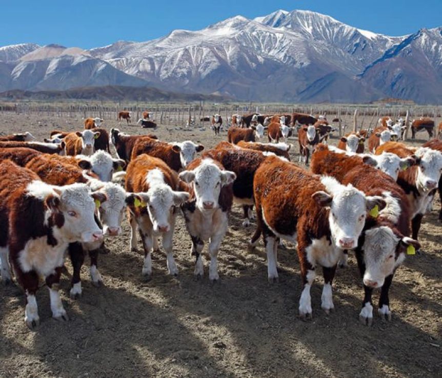 La Mesa Patagónica insiste en extender la barrera sanitaria al resto de las provincias