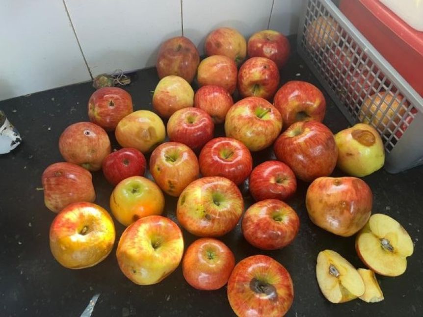Piden interpelar a la ministra de Educación por las manzanas agusanadas