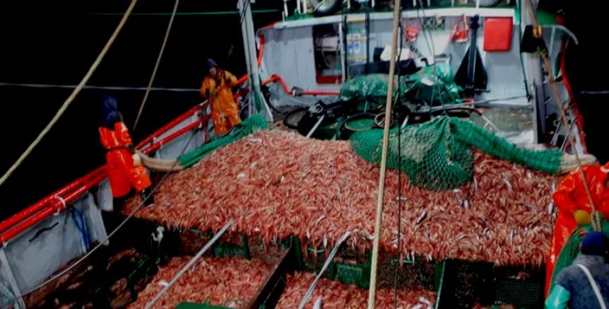 Crisis pesquera: cámaras empresariales no participarán de la Zafra de Langostino