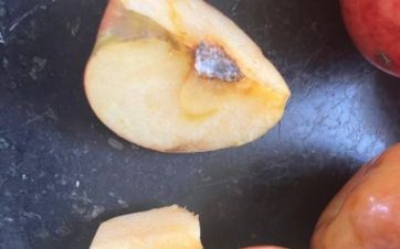 “Denuncia infundada”: el Gobierno niega haber repartido manzanas agusanadas