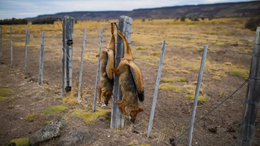 Un fallo histórico prohíbe la caza deportiva de fauna nativa en Santa Cruz