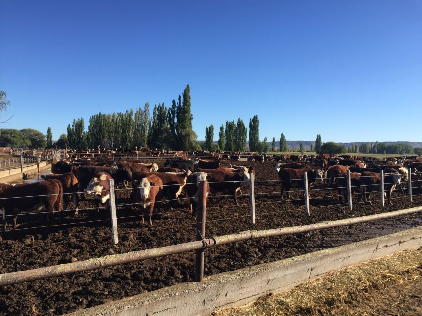 Chubut oficializó la exención del Impuesto Inmobiliario para la actividad ganadera
