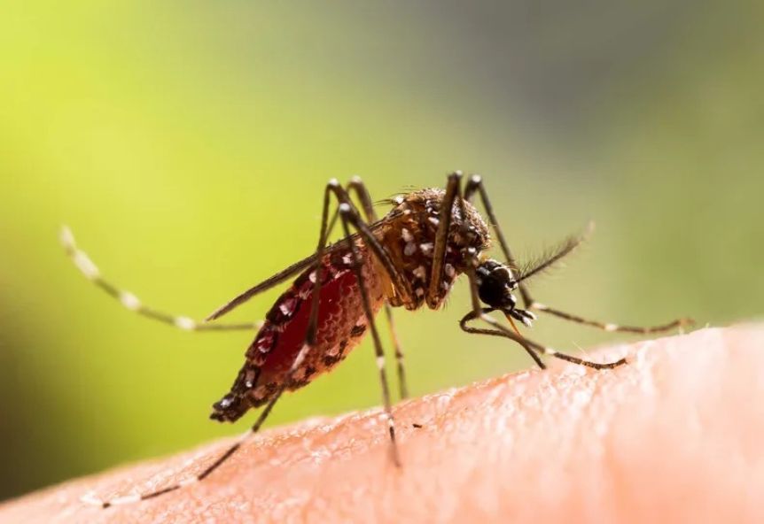 Fiebre amarilla: alerta ante el riesgo de epidemia por la suba de casos