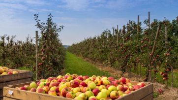 Fruticultura: ¿una actividad en vías de extinción?
