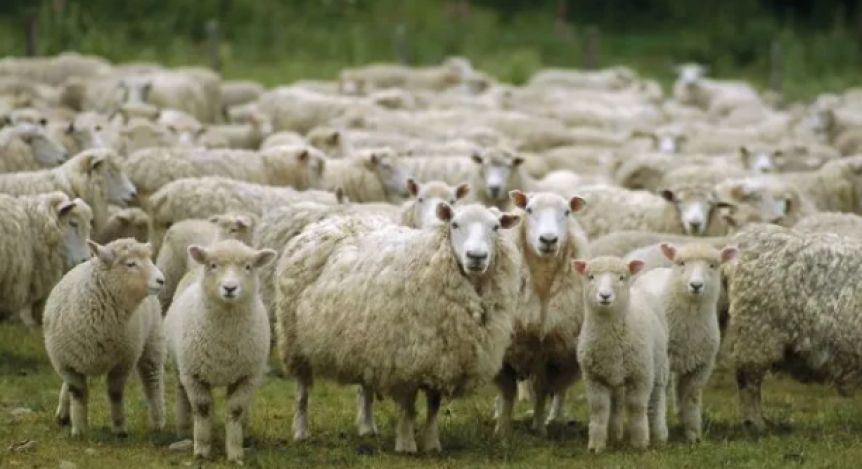 Alerta sanitaria en una provincia patagónica afectada por sarna ovina