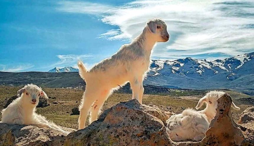 Neuquén reclamó a Nación que se confirme la emergencia agropecuaria