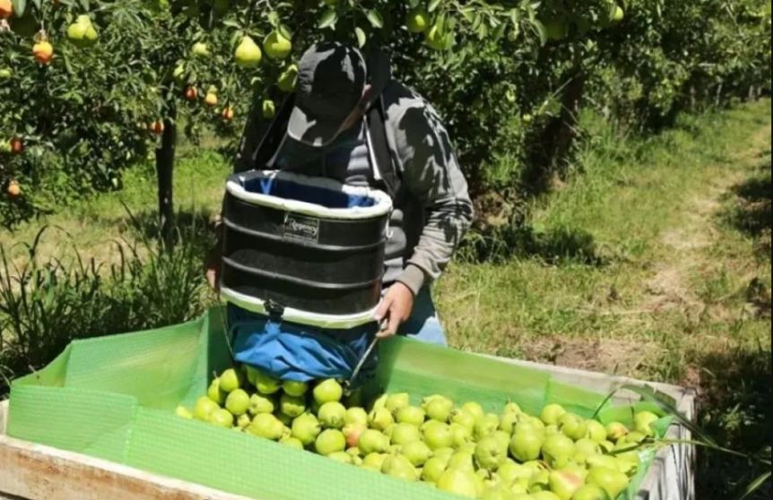Comenzó la temporada de cosecha con mucho enojo entre los productores locales