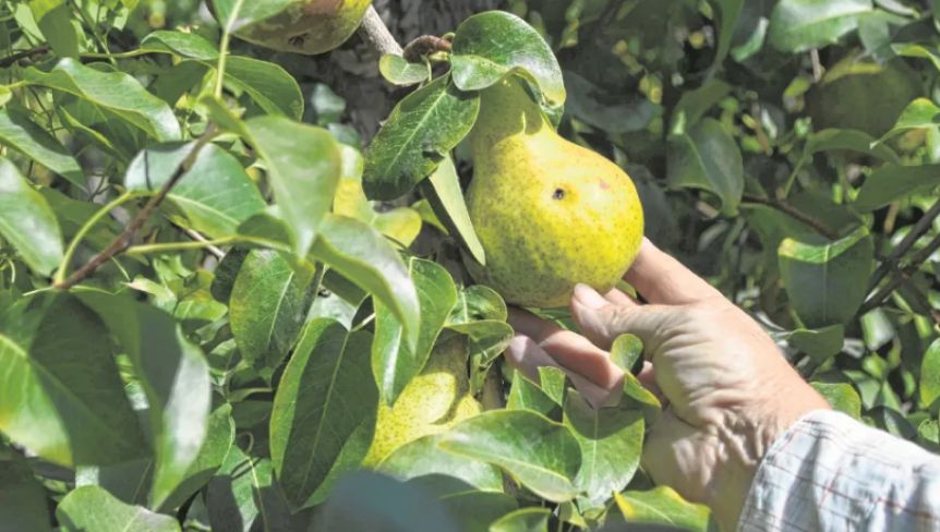 Impulsan beneficios fiscales para el control sustentable de plagas en la fruticultura