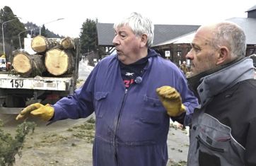Bariloche: Cortés agarró una motosierra y empezó a talar los históricos pinos