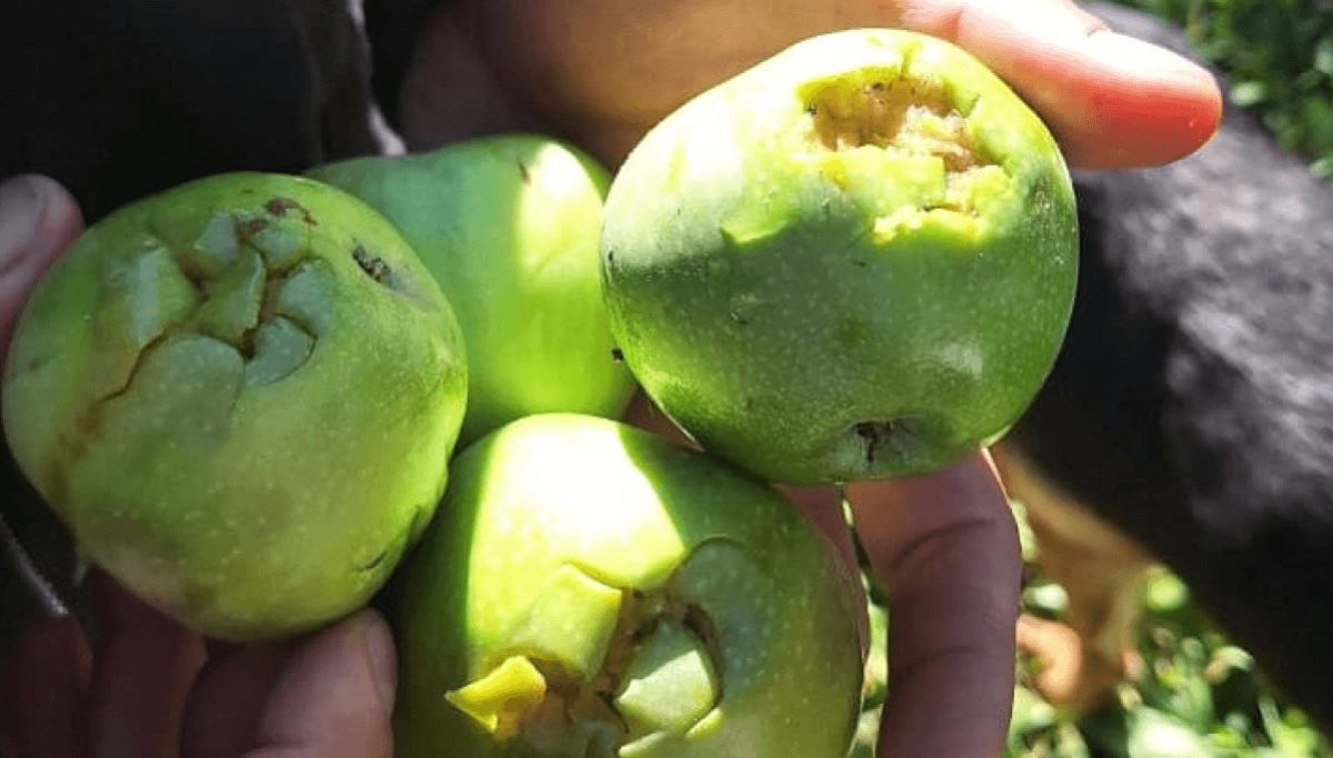 Prorrogan el pago de créditos a productores afectados por el granizo y las heladas