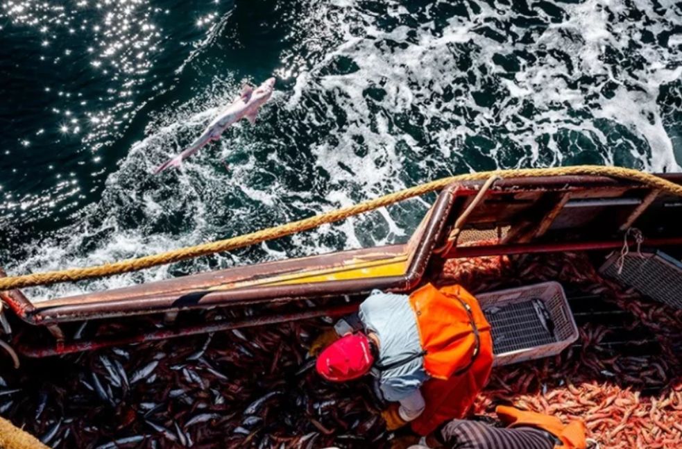 Chubut destrabó el conflicto con el SOMU y se suma a la temporada nacional del langostino