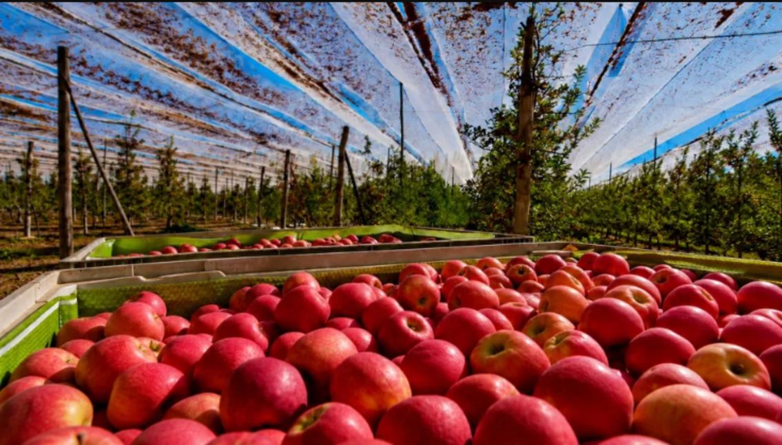 Alto Valle: las exportaciones de manzana tuvieron el peor junio de los últimos 20 años