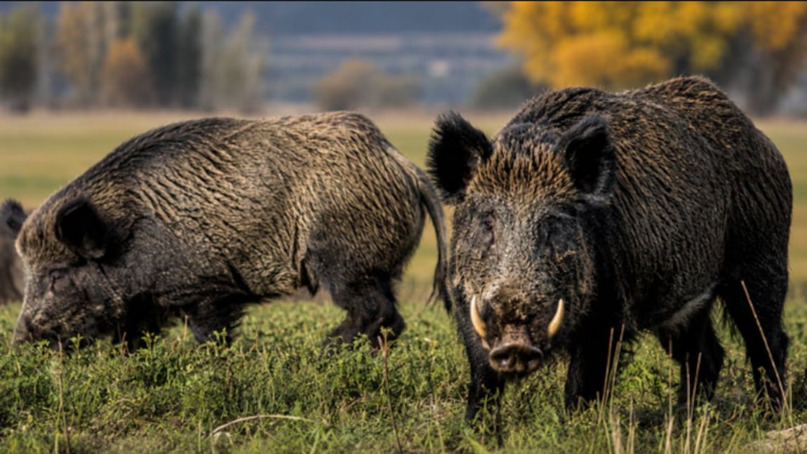 Otra provincia patagónica se suma al avance de la venta de carnes no tradicionales