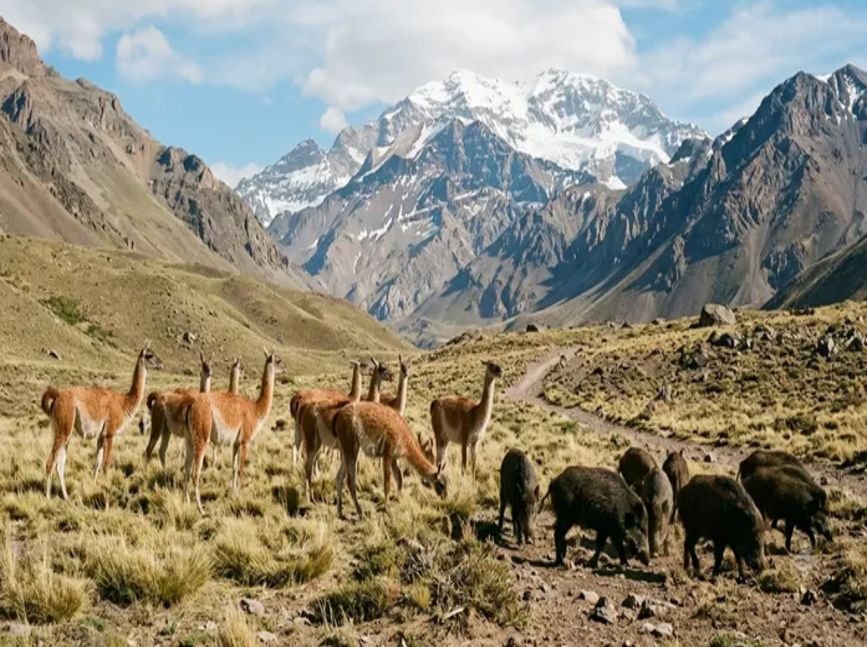 El proyecto para comercializar carnes de jabalí y guanaco quedó en la mira de la oposición