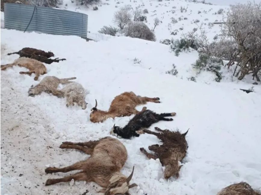 El lado B de la nieve: crianceros piden ayuda por la muerte de animales