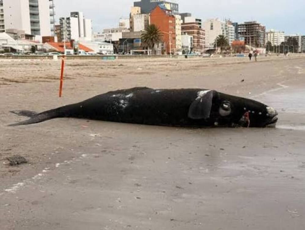 Detectan una bacteria en ballenatos muertos y descartan causas humanas