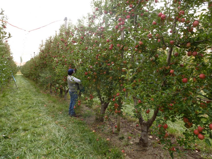 Sin retenciones a la vista, fruticultores tienen listos sus pedidos a Nación y Provincia