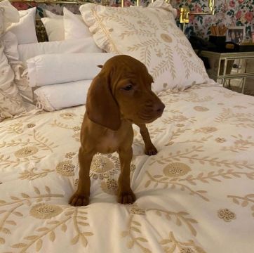 Susana Gimenez devolvió a su mascota