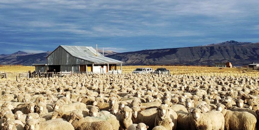 Chubut habilitó la esquila bajo estricto protocolo sanitario