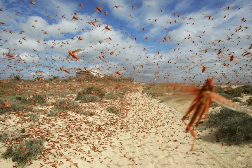 Espeluznante nube de langostas avanza por Argentina