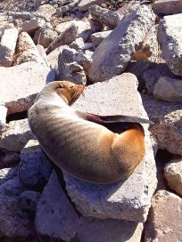 Apareció un lobo marino en las costas de Ensenada