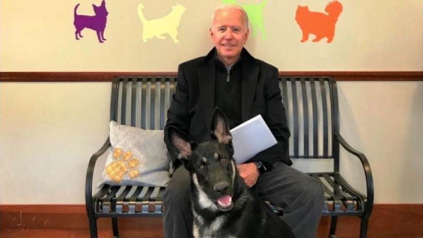 Las mascotas de Joe Biden tienen cuenta de Twitter y palpitan su llegada a la Casa Blanca