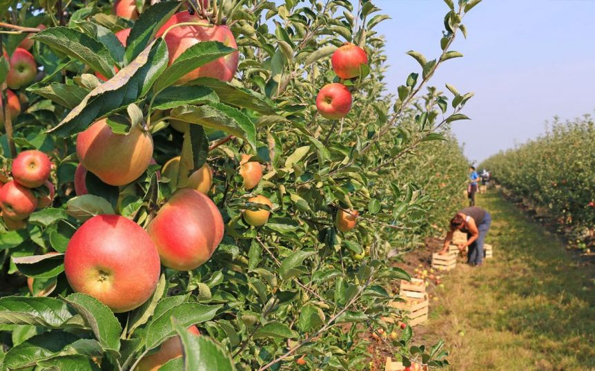 Habría consenso legislativo para aprobar una serie beneficios impositivos para productores de fruta