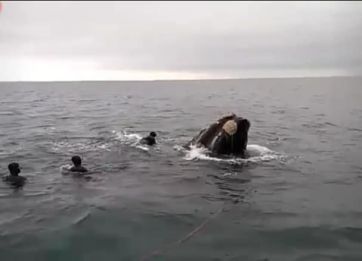 Intendente denunció a un buzo por hostigamiento a una ballena Franca Austral