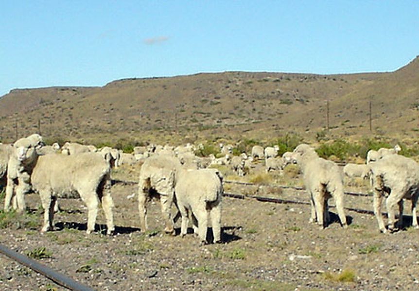 Legisladores piden ampliar la emergencia agropecuaria por sequía