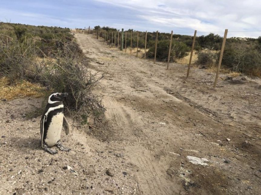 El Gobierno presentó una denuncia penal por destrozos y muerte de pingüinos