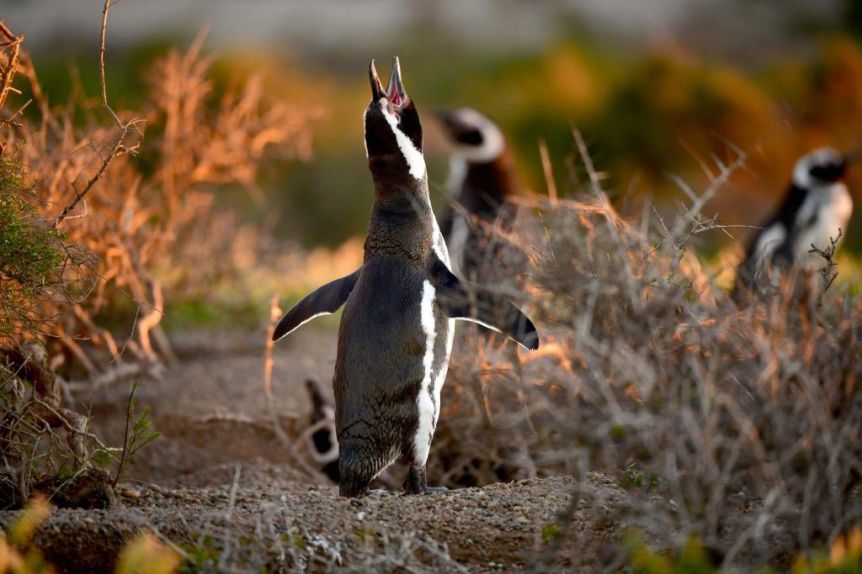 El peronismo propone expropiar la zona de la masacre de pingüinos en Punta Tombo