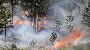 Alerta verano: incendios que no dan tregua y políticas que resultan insuficientes