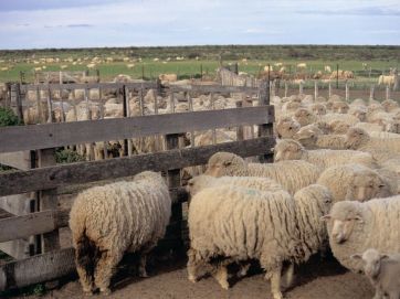 Hidrógeno verde: el campo en alerta