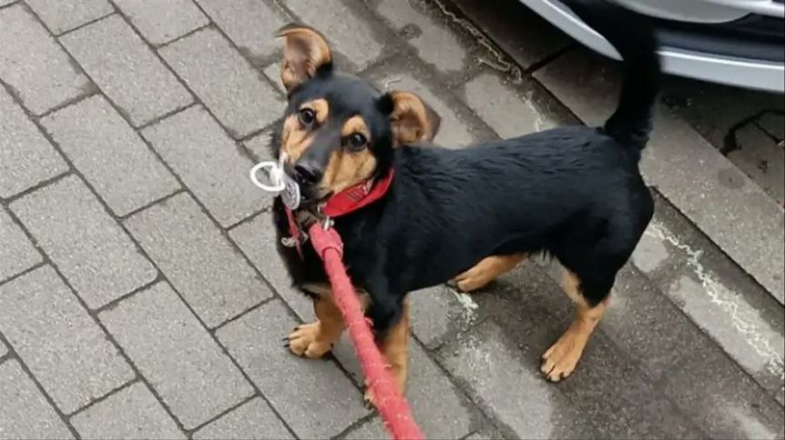 El perro demorado en Ezeiza, será vacunado y quedará en cuarentena