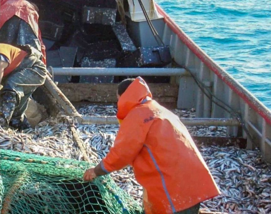 La Flota Amarilla asegura que no cumplió con el cupo de anchoas por problemas con parte del sindicato
