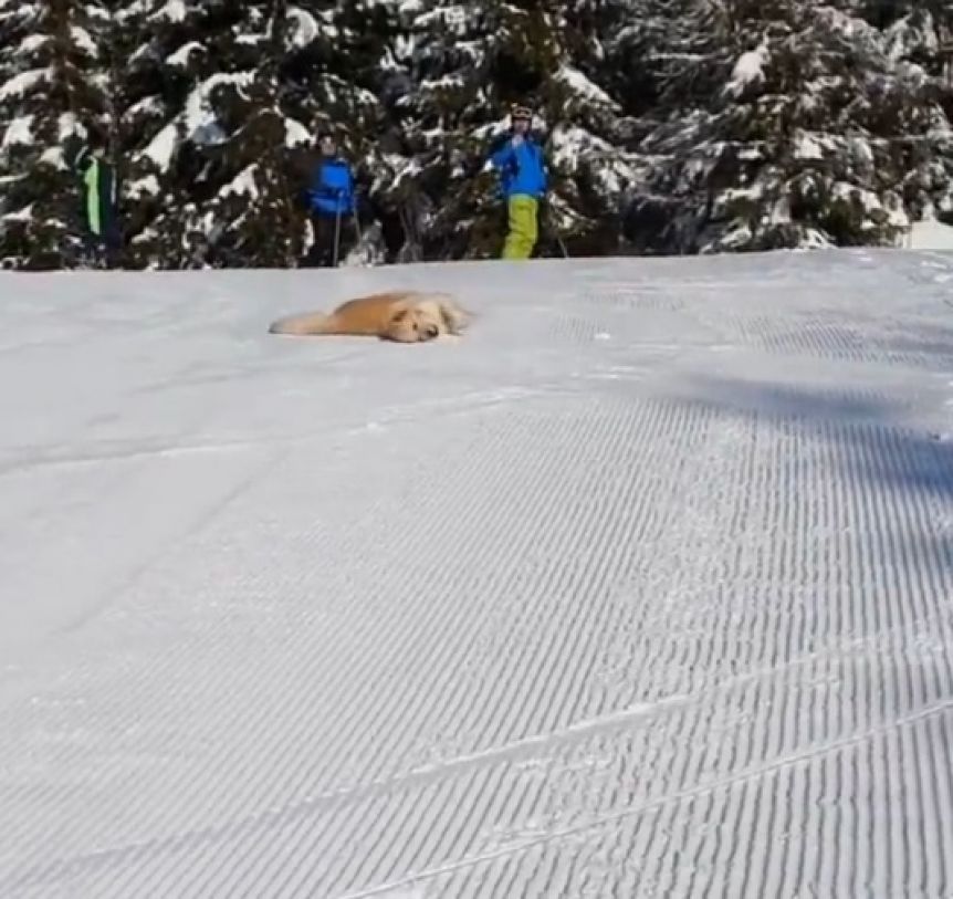 Un perro se las ingenió para poder esquiar junto a su dueño y se volvió viral