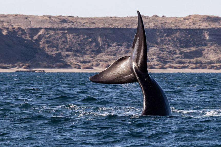 Registraron más de mil ballenas en los alrededores de Península Valdés