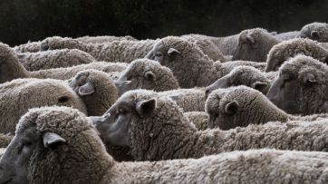 El campo patagónico pide un dólar diferenciado