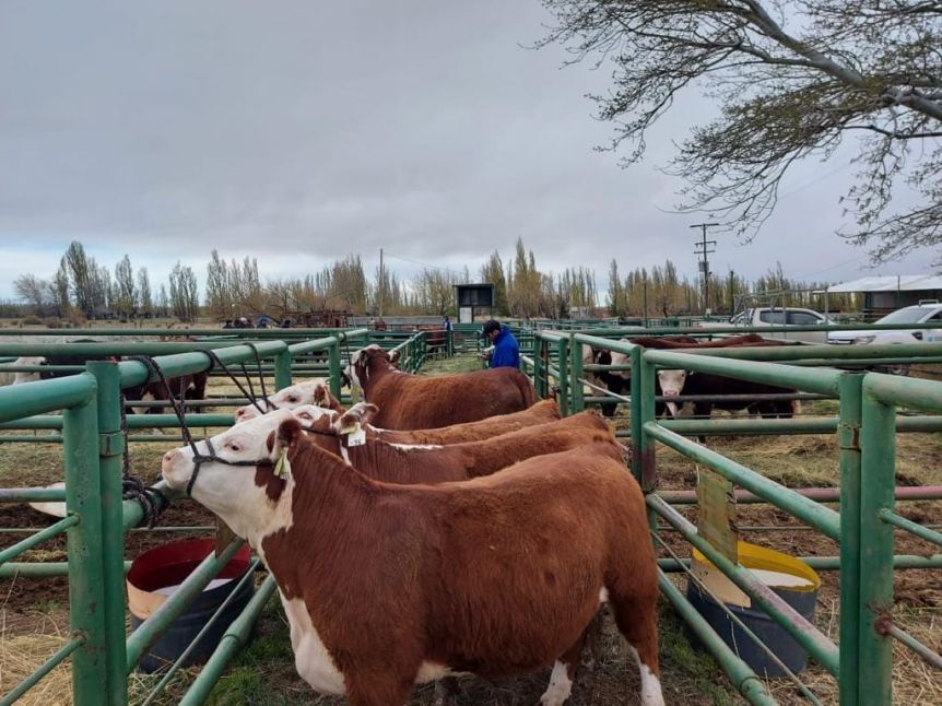 La Provincia reiteró el pedido por los fondos de la Ley Ovina
